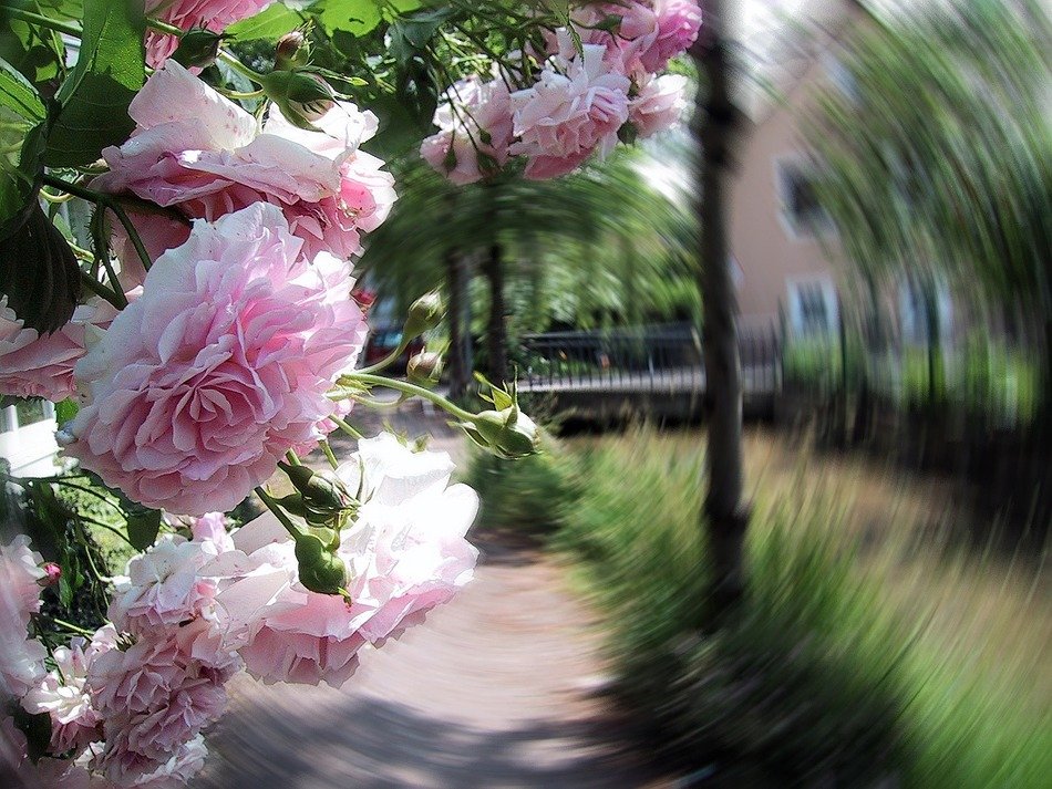 roses away filter pink strudel