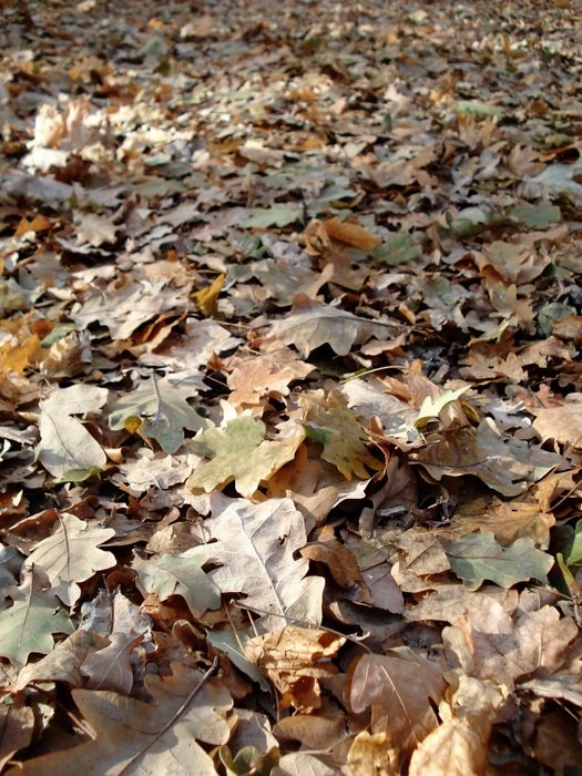 autumn leaves yellow leaf litter
