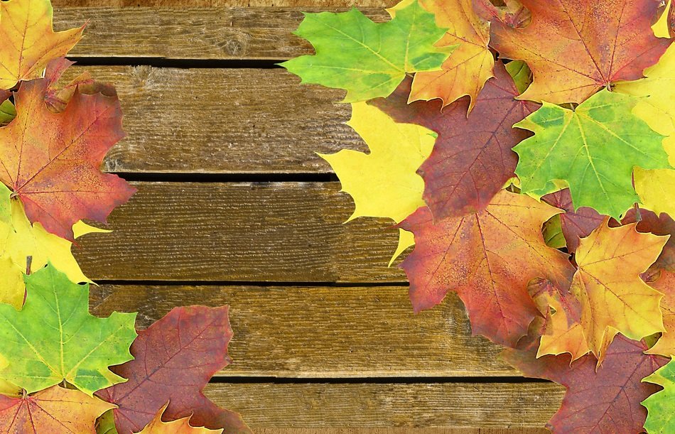 autumn background wood colorful