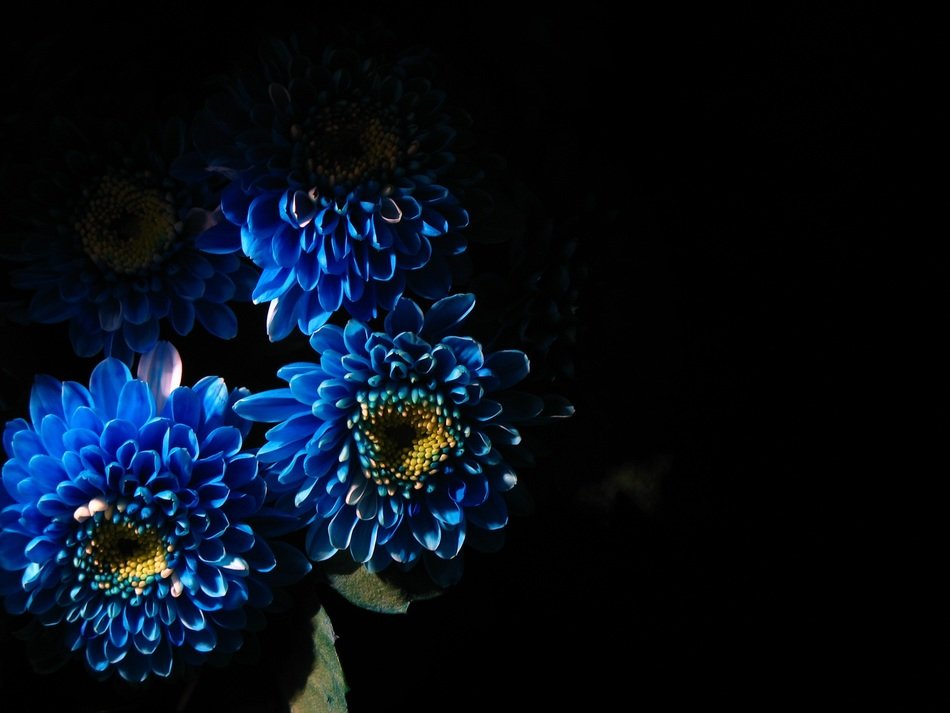 blue flowers wallpaper dark black