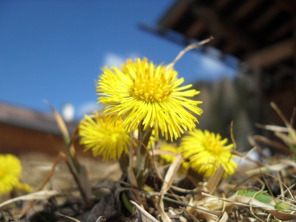 tussilago farfara flower blossom