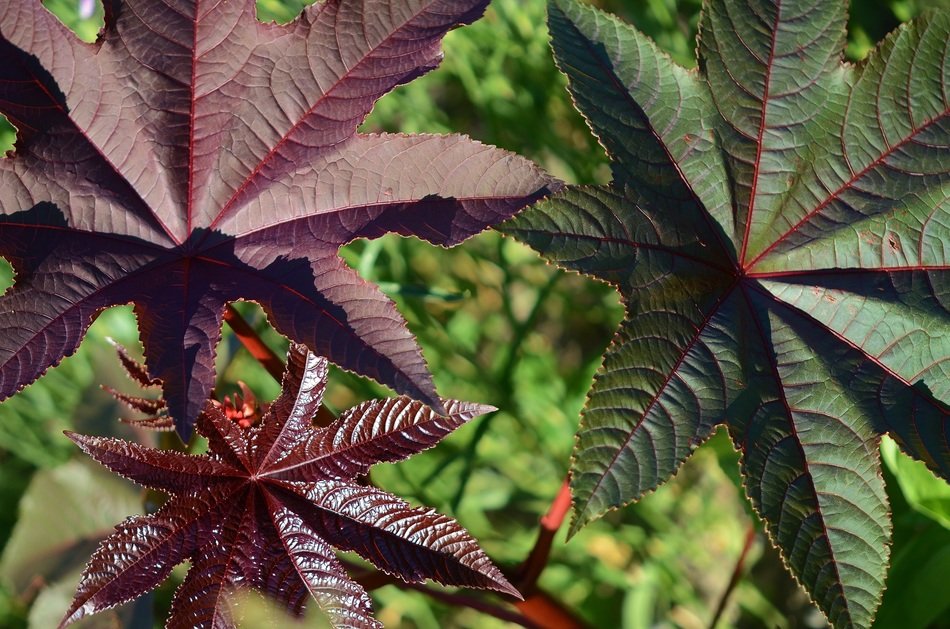 leaves purple green foliage plants