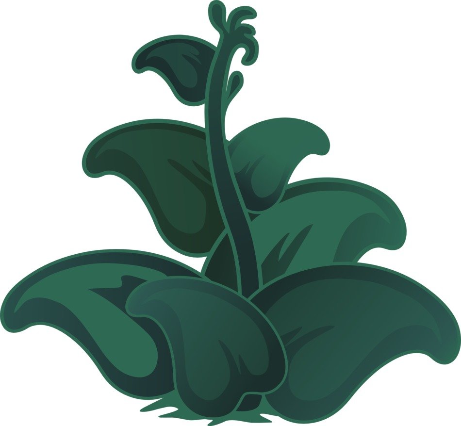 plants green leaves thick fleshy