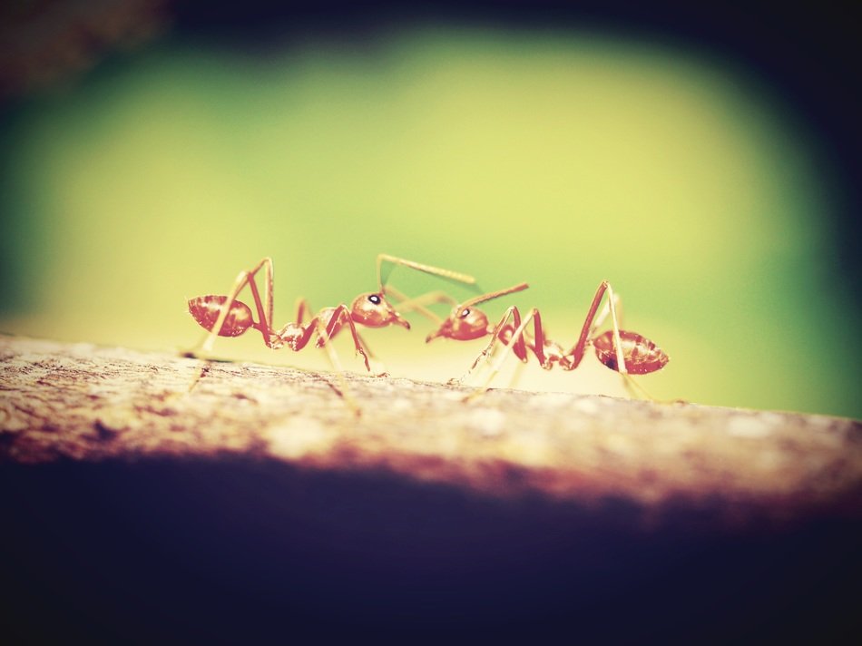 red ant closeup tree photo bark