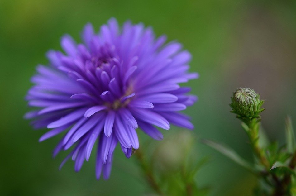 purple flower in garden, macro, wallpaper