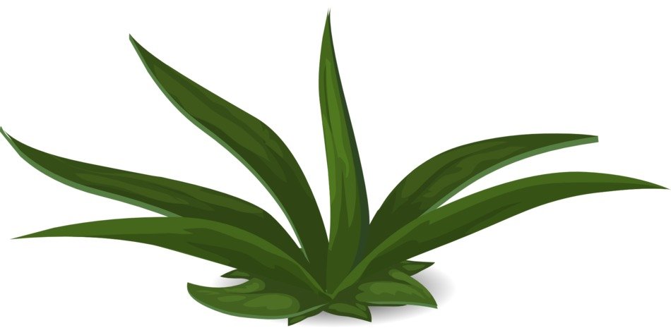 green plants leafy greenery