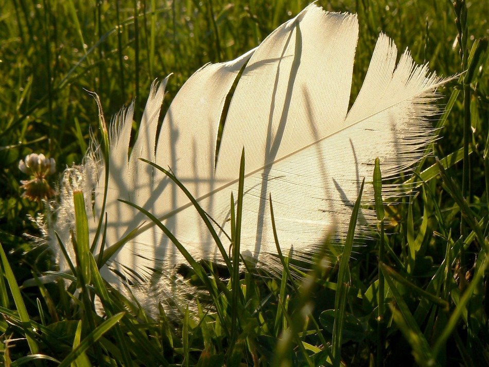 white feathers fallen grasses