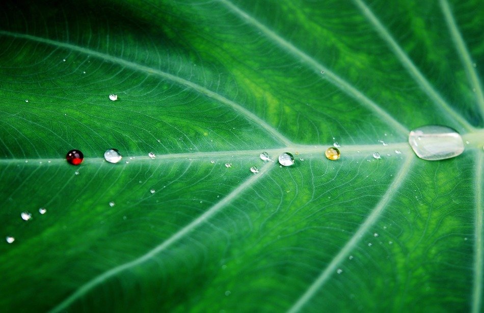 colorful water drops on the leaf