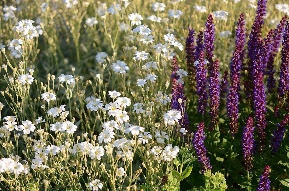 flower flowers summer