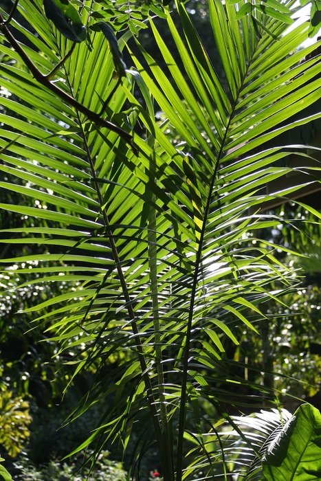 tropical palm flora texture foliage