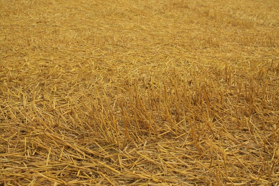 harvest field cereals hay