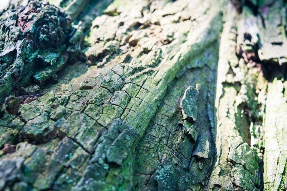 tree texture green blue detail