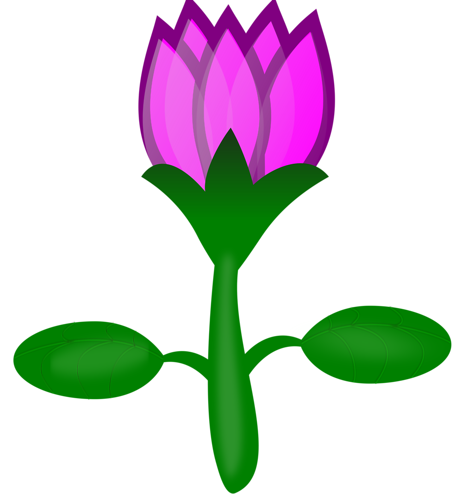 Beautiful Colorful Lotus Flower With The Green Leaves Clipart Free ...