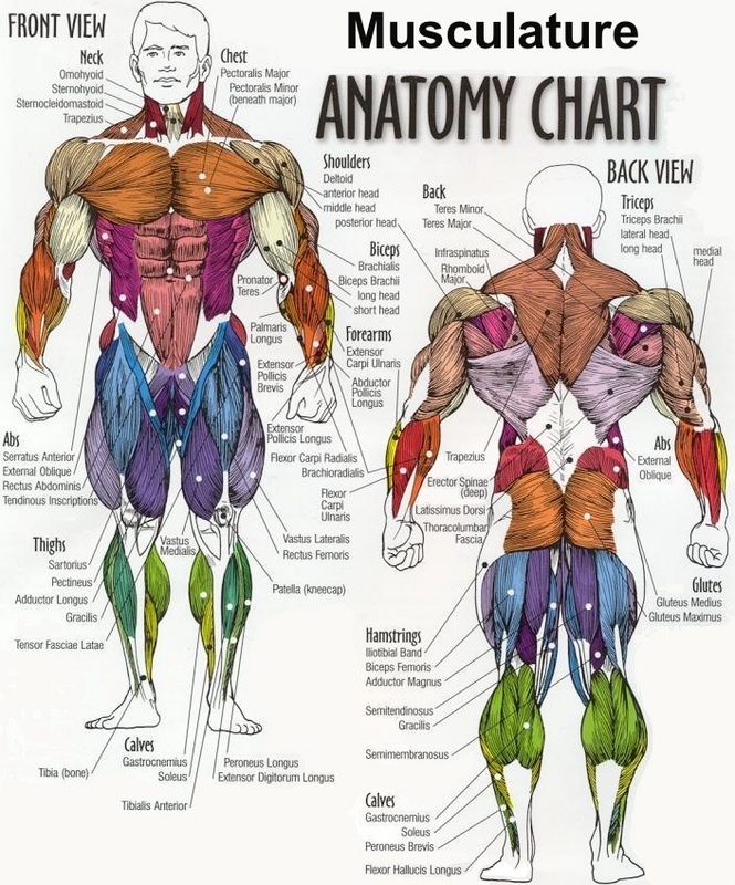 Body Muscle Anatomy Chart drawing free image download