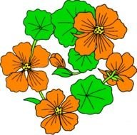 painted orange summer flowers