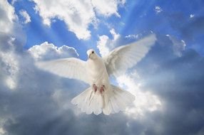 white dove in dramatic sky