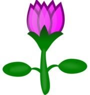 Beautiful colorful lotus flower with the green leaves clipart
