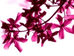 Beautiful pink bright flowers on the tree