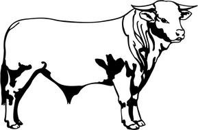 Hereford Bull Head Decals