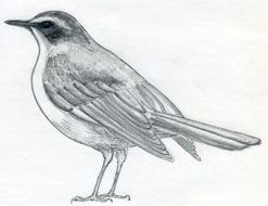 small Bird pencil Drawing
