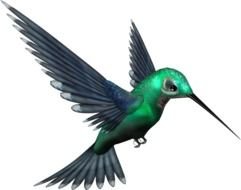 Transparent Birds