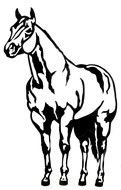 drawn muscular horse on a white backgroun