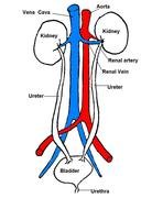 Urinary System Diagram drawing