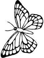 drawing white butterfly on a black background
