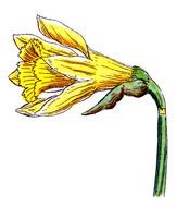 yellow Spring Flowers drawing