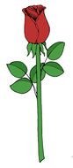 drawn red rose