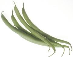 Green Beans as a graphic illustration