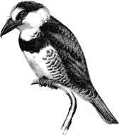 Black and white drawing of the large bird clipart