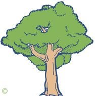 Cartoon House With Tree drawing