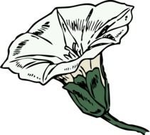 white Flower Clip Art drawing