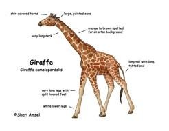 Giraffe Diagram