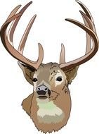 Whitetail Deer Head drawing