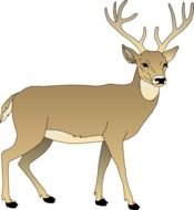 Cartoon Deer Clip Art N5