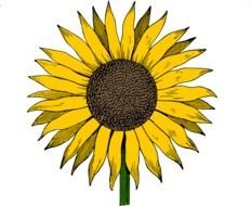 Colorful drawing of the sun flower clipart