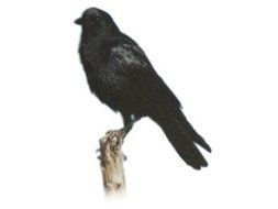 Drawing of the black crow clipart