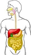 Digestive System Diagram as a graphic illustration