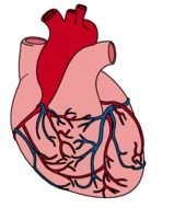 Human Heart Clip Art N6