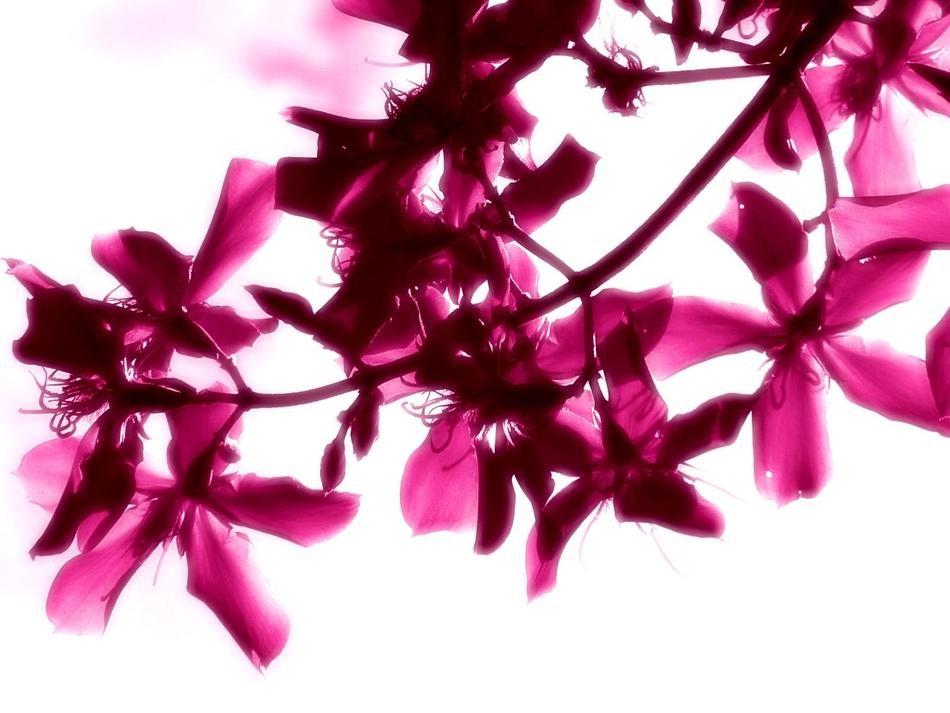 Beautiful pink bright flowers on the tree