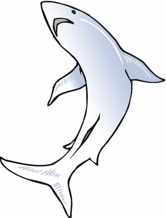 Shark as a picture for clipart