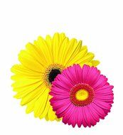 EuroQuest Imports Daisies Deco Parchment Leaves, Package of 20 N2