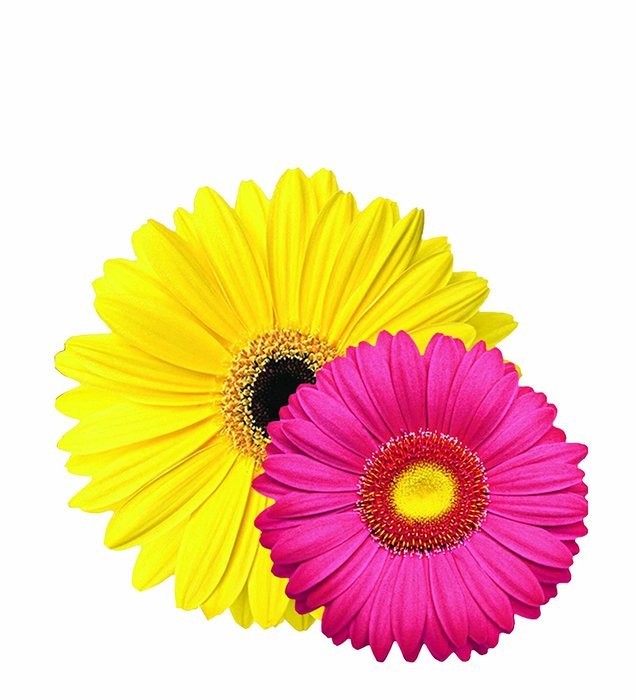 EuroQuest Imports Daisies Deco Parchment Leaves, Package of 20 N2