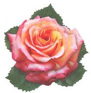 EuroQuest Imports Pink Roses Deco Parchment Leaves, Pack of 20 N2