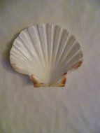 Set of 6 Shell Baking Dish