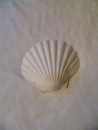 Set of 6 Shell Baking Dish N2