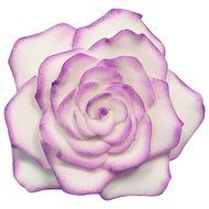 PME Metal Cutters, Rose Flower, 4-Pack N2