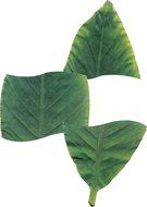 EuroQuest Imports Banana Deco Parchment Leaves, Package of 7 N2